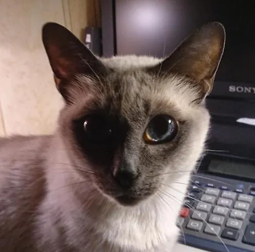 Babka Wiezowiec 3* Warschau